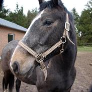 Dansk Varmblod Caranlight - Special