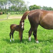 Dansk Varmblod Caranlight - Special