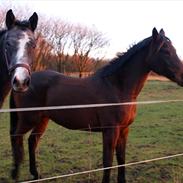 Dansk Varmblod Caranlight - Special