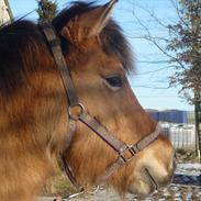 Anden særlig race diva