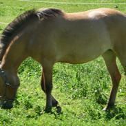 Anden særlig race diva