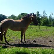 Anden særlig race diva