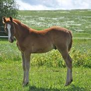 Frederiksborg Vivaldi´s $