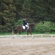 Anden særlig race Teglovnens Tornado