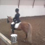 Anden særlig race mowgli