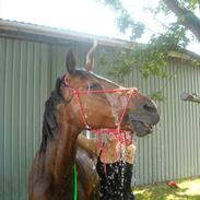 Anden særlig race Felix - solgt :'(