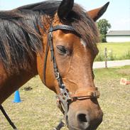 Anden særlig race Felix - solgt :'(