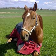 Dansk Varmblod Rositta