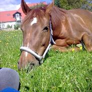 Dansk Varmblod Rositta