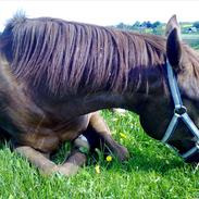 Dansk Varmblod Rositta