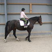 Dansk Varmblod Kiki "lynild" vogt