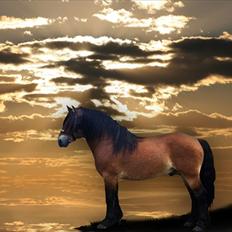 Nordsvensk Skovhest ESKIL 1919