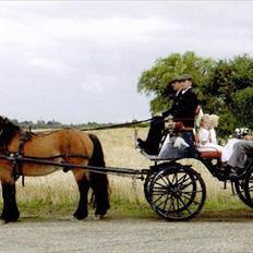 Nordsvensk Skovhest ESKIL 1919