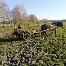 Nordsvensk Skovhest ESKIL 1919