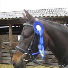 New Forest Egeballes Ofelia 