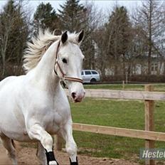 Anden særlig race Magic Lady (Mags) RIP