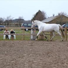 Anden særlig race Magic Lady (Mags) RIP