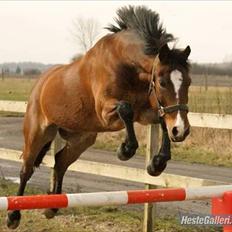 Anden særlig race  | Cantos Caballero