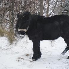 Anden særlig race Tøsen<3