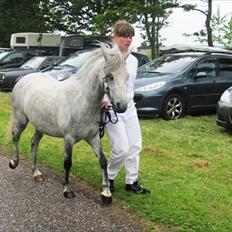 Welsh Mountain (sec A) gribsvads Rebecca
