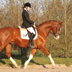 Trakehner Kalliope III RHT