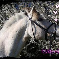 Fjordhest Tulstruplunds Benjamin - ikke min          