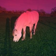 Fjordhest Tulstruplunds Benjamin - ikke min          