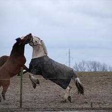 Fjordhest Tulstruplunds Benjamin - ikke min          