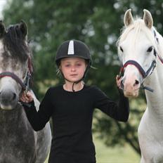 Welsh Pony (sec B) Stendyssen´s sunglimps <3