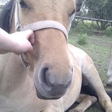 Anden særlig race Spirit