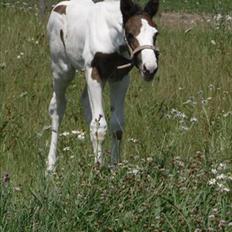 Pinto Amazing Fighter NyholmRIP