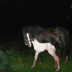 Pinto Amazing Fighter NyholmRIP