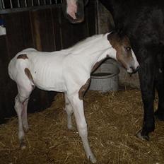 Pinto Amazing Fighter NyholmRIP