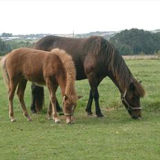 Islænder Fifla fra Elgårdsminde