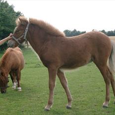 Islænder Fifla fra Elgårdsminde