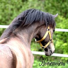 New Forest Horsemosens Wasabi