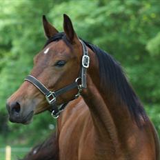 Dansk Varmblod Sasti