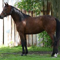 Dansk Varmblod Sasti