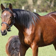 Dansk Varmblod Sasti