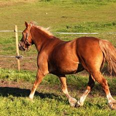 New Forest Kierketerps Knold Freya's