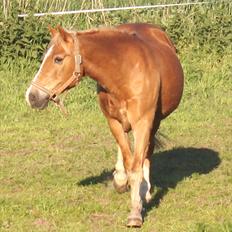 New Forest Kierketerps Knold Freya's