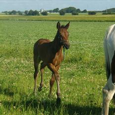 Anden særlig race Pacific Marquesa 
