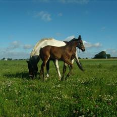 Anden særlig race Pacific Marquesa 