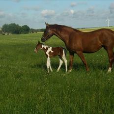 Pinto C-dur's Coco Chanel