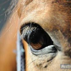 Trakehner Dalton