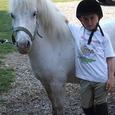 Shetlænder Napolion