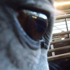 Dansk Varmblod Le Noir