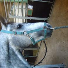 Dansk Varmblod Le Noir