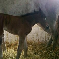 Connemara Marienhøjs Bella