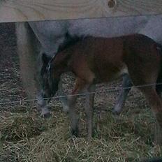 Connemara Marienhøjs Bella